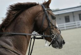 selective focus of brown horse